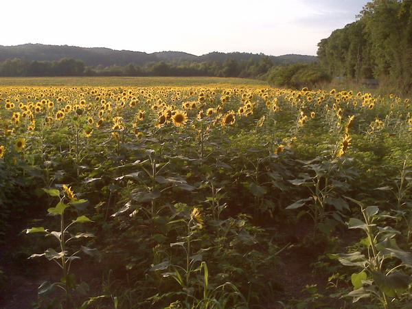 January 14th-Surrender