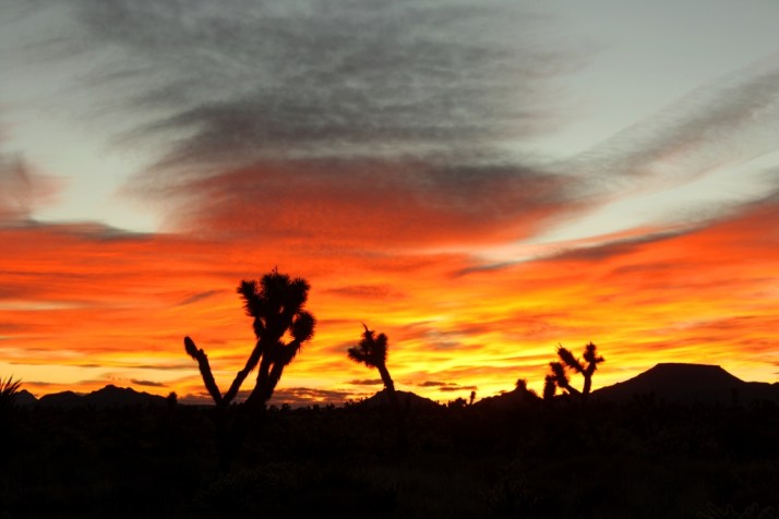 MojaveRoadwithBradandtheBrandes044